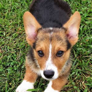 Pembroke Welsh Corgi Puppy Randy