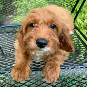 Cavapoo Puppy Amelia
