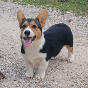 Pembroke Welsh Corgi Puppy Squint