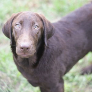 Labrador Retriever Puppy Fridda