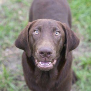 Labrador Retriever Puppy Fridda