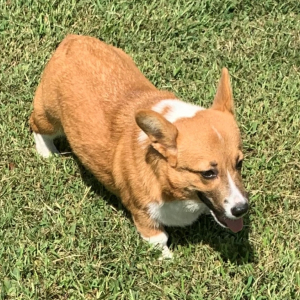 Pembroke Welsh Corgi Puppy Cindy