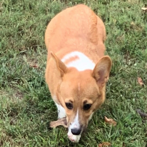 Pembroke Welsh Corgi Puppy Cindy