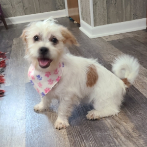 Shorkie Puppy Freda