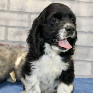 Cocker Spaniel Puppy Harry