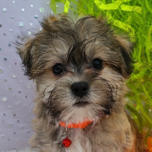 Morkie Puppy Gilbert