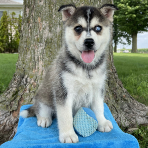 Pomsky Puppy Otis