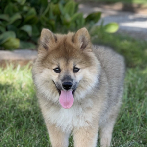 Pomsky Puppy Leyla