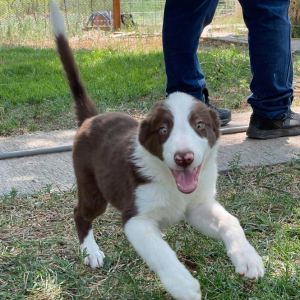 Border Collie Puppy Curly