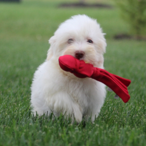 Havanese Puppy Dawn