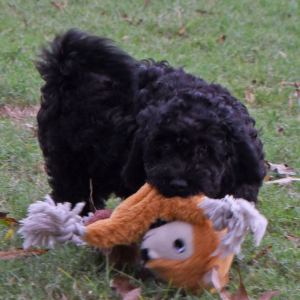 Goldendoodle Puppy Gable