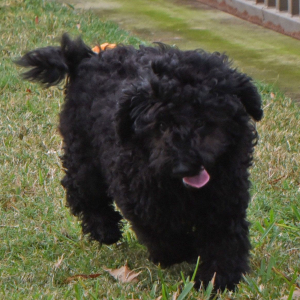Goldendoodle Puppy Gable