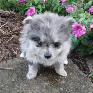 Pomeranian Puppy Sadie