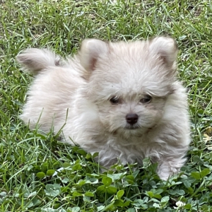 Havapom Puppy Baby Bear