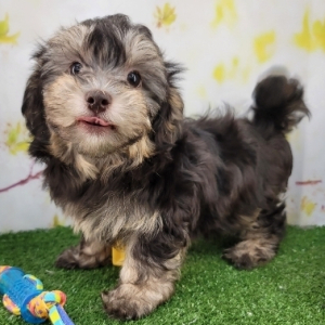 Havanese Puppy Hank