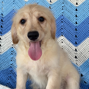 Goldendoodle Puppy Robert