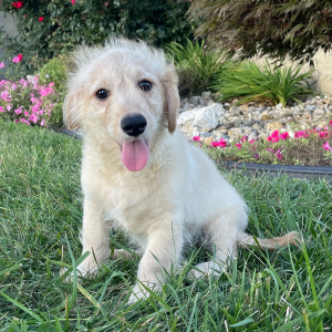 Goldendoodle Puppy Robert