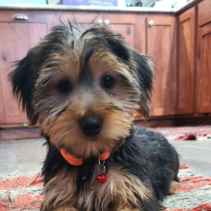 Yorkshire Terrier Puppy Owen