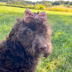 Springerdoodle Puppy Carlie