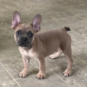 French Bulldog Puppy Peanut