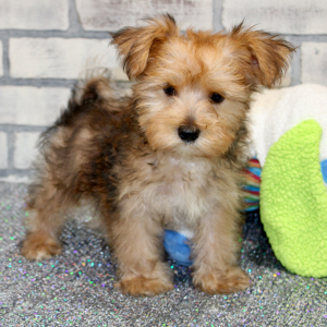 Morkie Puppy Archie