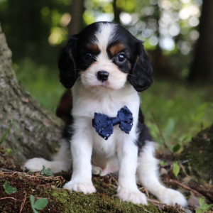 Cavalier King Charles Spaniel Puppy Dixon