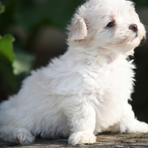 Maltese Puppy Sterling