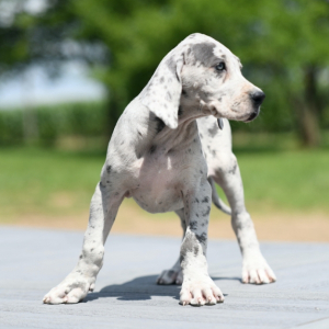 Great Dane Puppy Cora