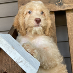 Cockapoo Puppy Tammy