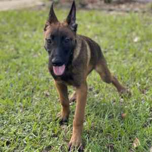 Belgian Malinois Puppy Stella