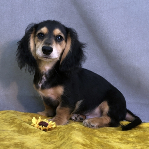 Dachshund Puppy Descent