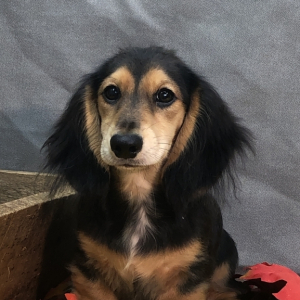 Dachshund Puppy Descent