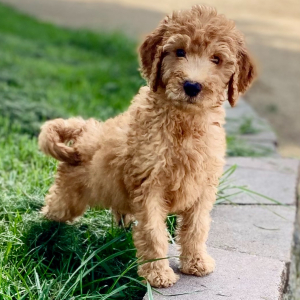 Goldendoodle Puppy Phoenix