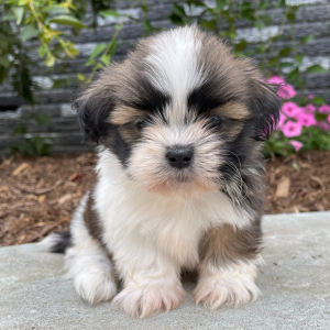 Shih Tzu Puppy Leo