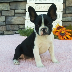 Frenchton Puppy Bubba