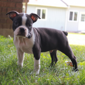 Boston Terrier Puppy Mack