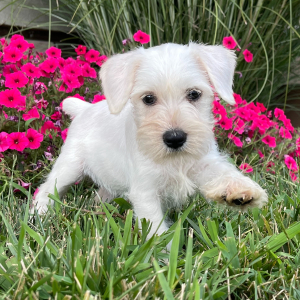 Miniature Schnauzer Puppy Maggie