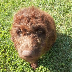 Labradoodle Puppy Peace