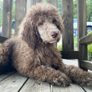 Poodle Puppy Drake