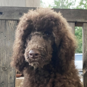 Poodle Puppy Izzy