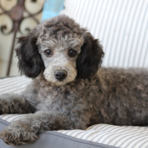 Poodle Puppy Blaze