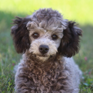 Poodle Puppy Blaze
