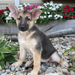 German Shepherd Dog Puppy Peggy