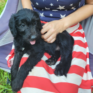 Seven A Black Female Irish Wolfoodle Puppy 683340 Puppyspot