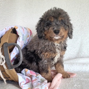 Bernedoodle Puppy Darla