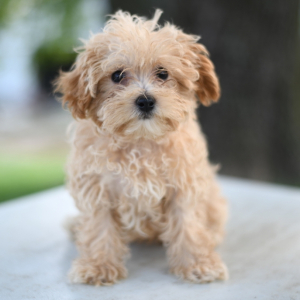 Maltipoo Puppy Ames
