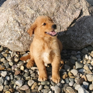 Golden Retriever Puppy Adam