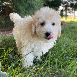 Goldendoodle Puppy Curtis