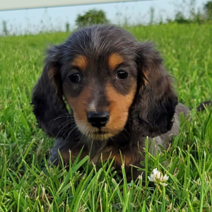 Dachshund Puppy Tupelo