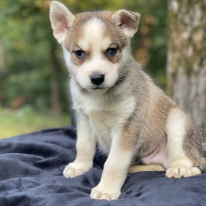 Pomsky Puppy Lotus